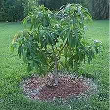 Black Stone Mango Plant Manufacturer & Supplier in India